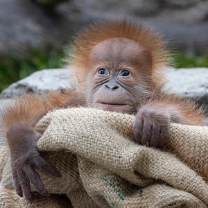 Image post by @sandiegozoo on Instagram