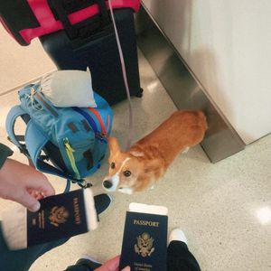 Image post by @ziggy_thecorg on Instagram