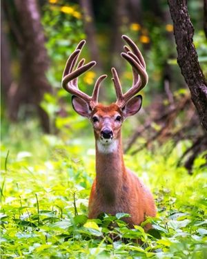 Image post by @huntsphotovideo on Instagram
