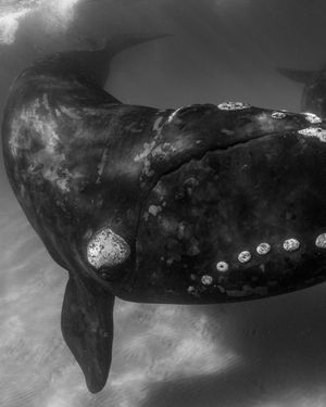 Image post by @sealegacy on Instagram