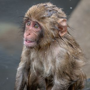 Image post by @animalplanet on Instagram