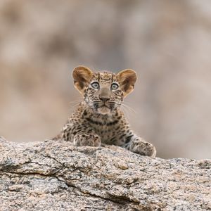 Image post by @animalplanet on Instagram