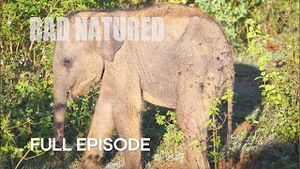 Video post by @bbcearth on YouTube