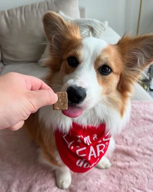 Image post by @charlee_bear_dogtreats on Instagram