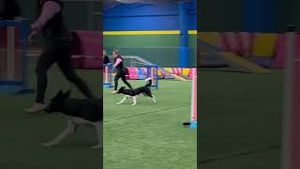 Video post by @dogsthat on YouTube