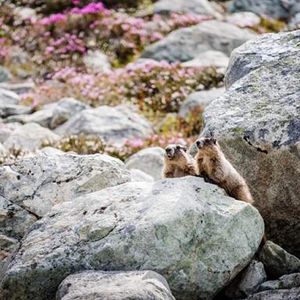 Image post by @whistlerblackcomb on Instagram