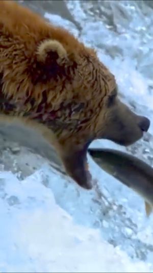 Video post by @bbcearth on Instagram