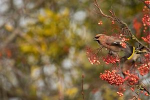Image post by @rspb on Instagram