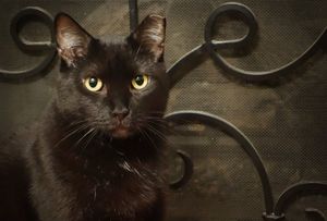 Image post by @PetSmart on Twitter/X