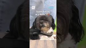 Video post by @s4c on YouTube