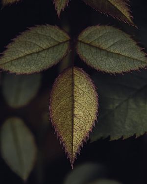 Image post by @Lathanuel Filliol Photography on Facebook