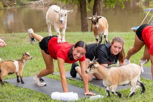 Image post by @alvincollege on Instagram