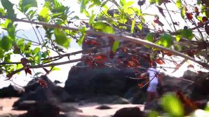 Video post by @tktvchannel4 on Facebook