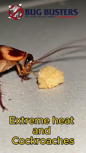 Video post by @bugbustersusa on TikTok