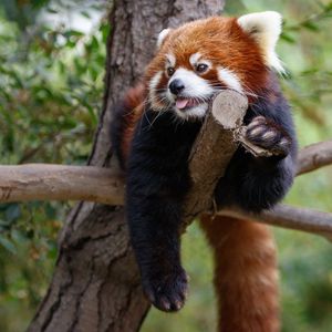 Image post by @sandiegozoo on Instagram