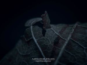 Image post by @lathanuelf_photos on Instagram