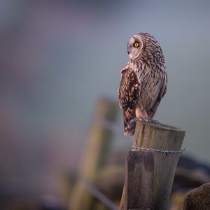 Image post by @rspb on Instagram