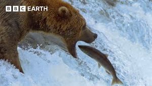 Video post by @bbcearth on YouTube