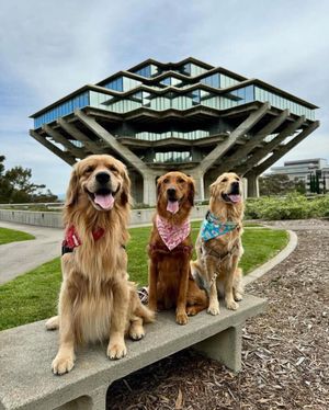 Image post by @ucsandiego on Instagram