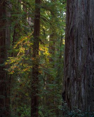 Image post by @chandlerwebercreative on Instagram