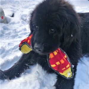 Image post by @drhempdog on Instagram