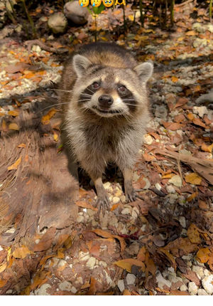 Video post by @sleighthehouse on TikTok