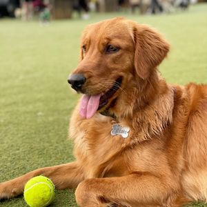 Image post by @pancake.thegolden on Instagram