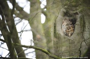 Image post by @rspb on Instagram