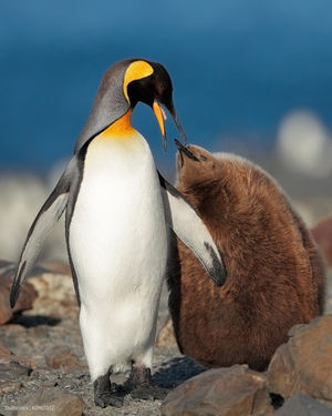 Image post by @oceana on Instagram