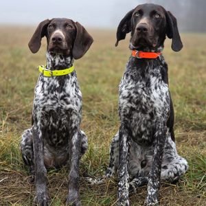 Image post by @tripleflushkennel on Instagram