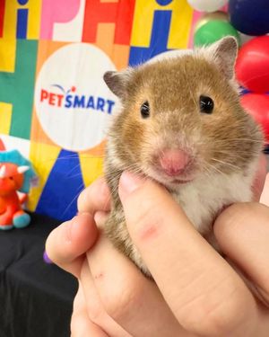 Image post by @petsmart on Instagram