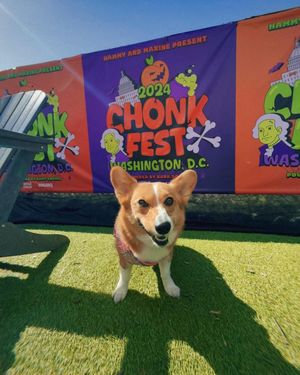 Image post by @ziggy_thecorg on Instagram