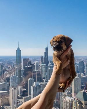 Image post by @360chicago on Twitter