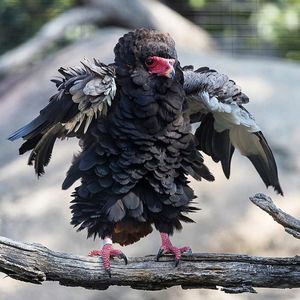 Image post by @sandiegozoo on Instagram