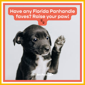 Image post by @jetsetpets on Instagram
