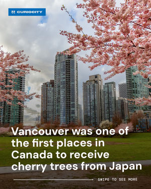 Image post by @curiocityvancouver on Instagram