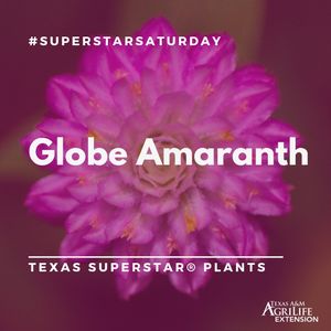 Image post by @txextension on Instagram