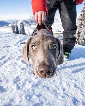 Image post by @skicrestedbutte on Instagram