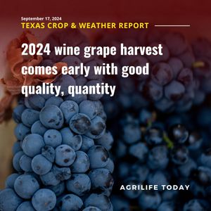 Image post by @txextension on Instagram