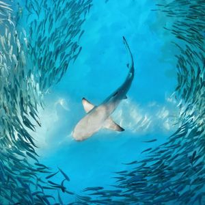 Image post by @discovery on Instagram