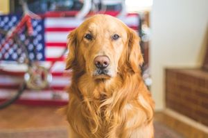 Image post by @drhempdog on Instagram