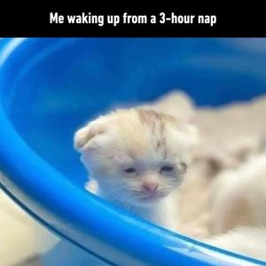 Image post by @9gag on Instagram