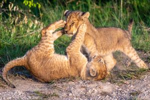 Image post by @AnimalPlanet on Twitter