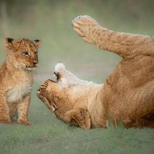 Image post by @bbcearth on Instagram