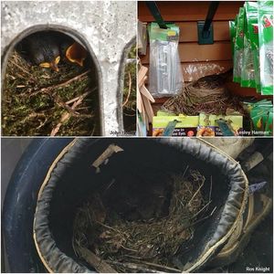 Image post by @rspb on Instagram