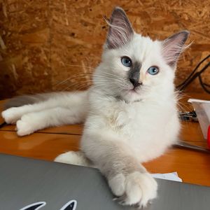Image post by @brunrik.and.pyrene.ragdolls on Instagram