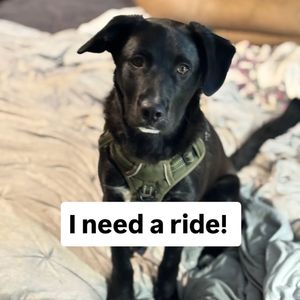 Image post by @northmeckanimalrescue on Instagram
