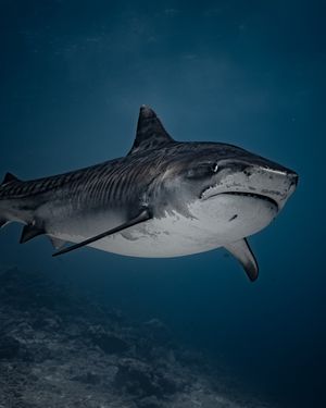 Image post by @discovery on Instagram