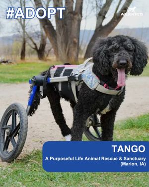 Image post by @walkinpets on Instagram