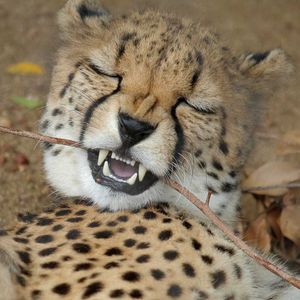 Image post by @sandiegozoo on Instagram